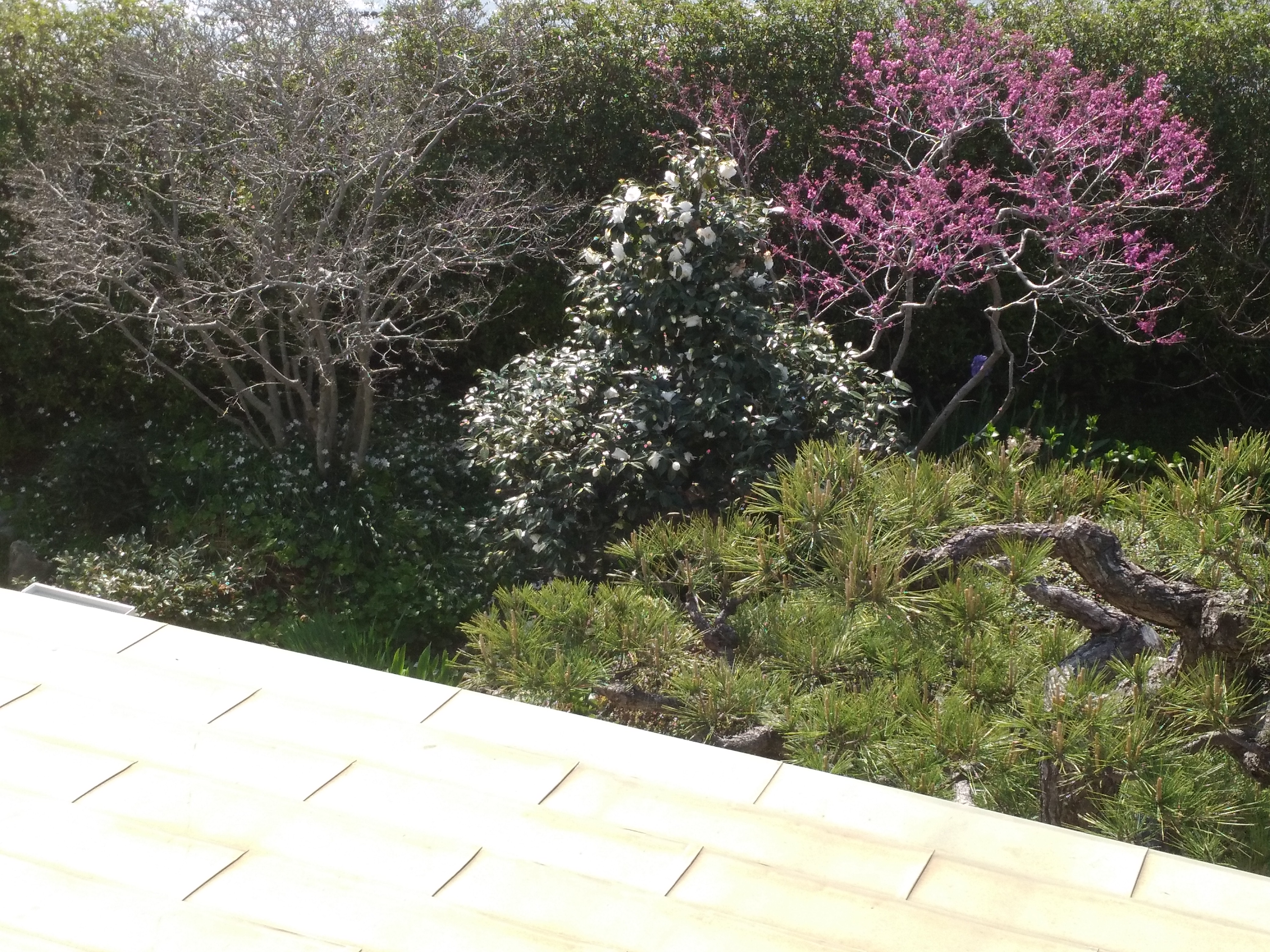 シデコブシ 絶滅危惧 中村園芸 西尾市の小さな植木屋さん