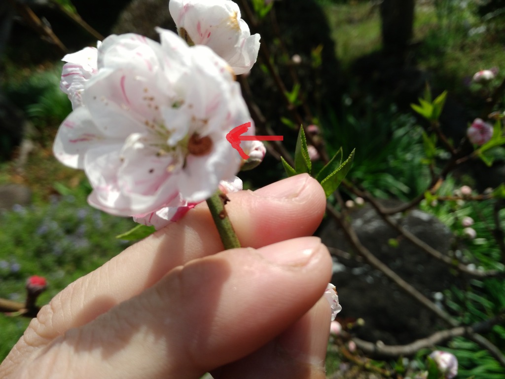 桃の花を食べる虫 中村園芸 西尾市の小さな植木屋さん