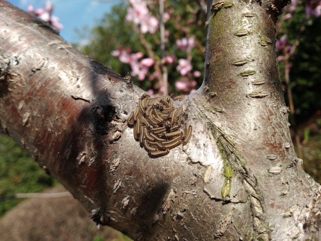 桃の花を食べる虫 中村園芸 西尾市の小さな植木屋さん
