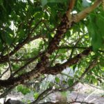 梅の木にカイガラムシ大量発生