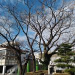 西尾駅のセンダン（栴檀）の木