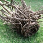 根が回ったまま植えつけるとどうなるか？
