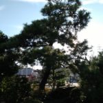 松の木に登って頂上からお庭を眺める