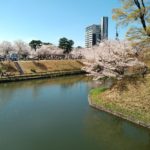 桜満開の岡崎公園をぶらぶら