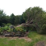 台風で大きい庭木が倒れました・・・