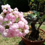 桜の盆栽（旭山桜）　開花