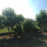 シマトネリコだらけのお庭　剪定