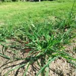ラウンドアップが効かない（効かなくなった）雑草