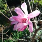 シデコブシ　早くも開花